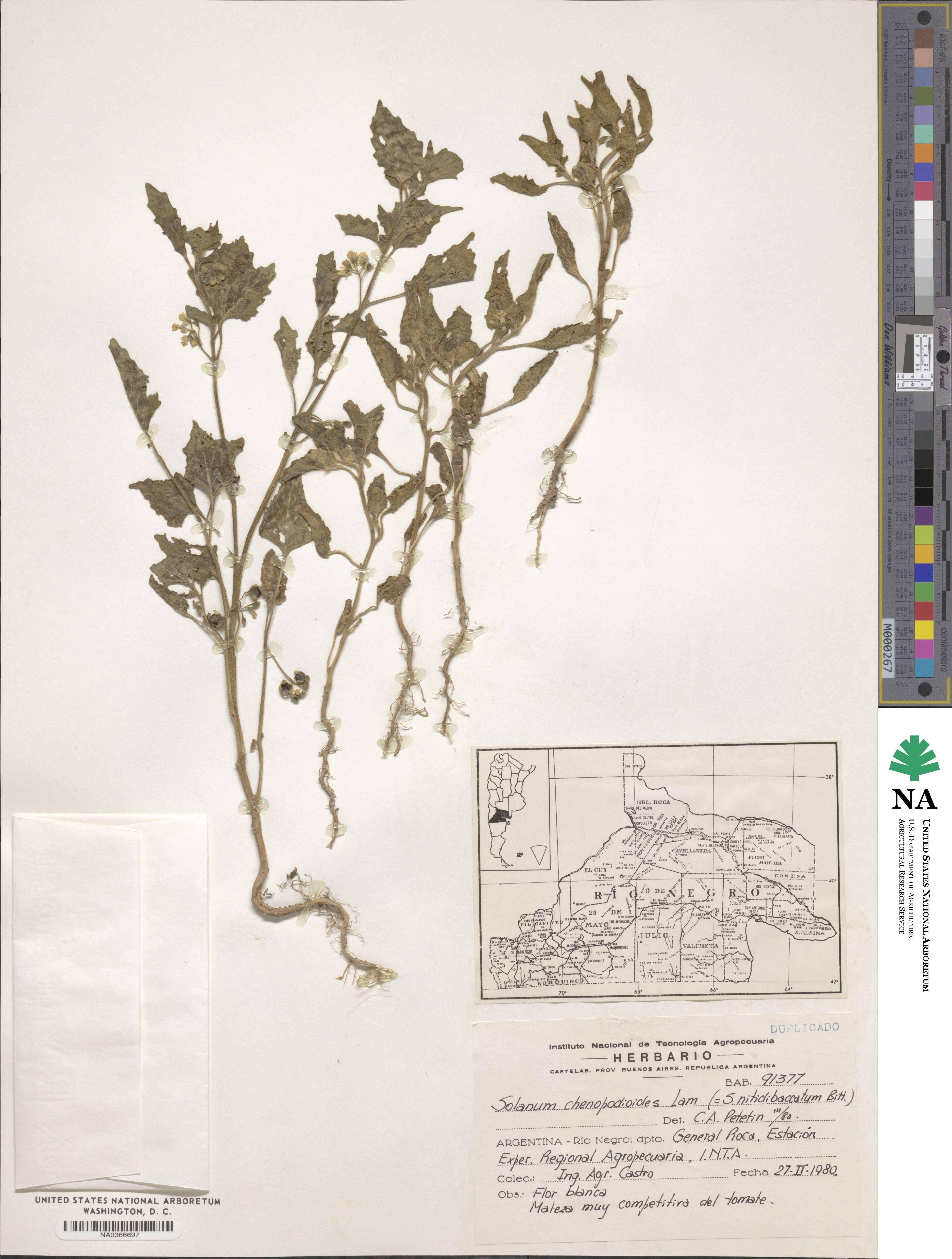 Solanum chenopodioides image