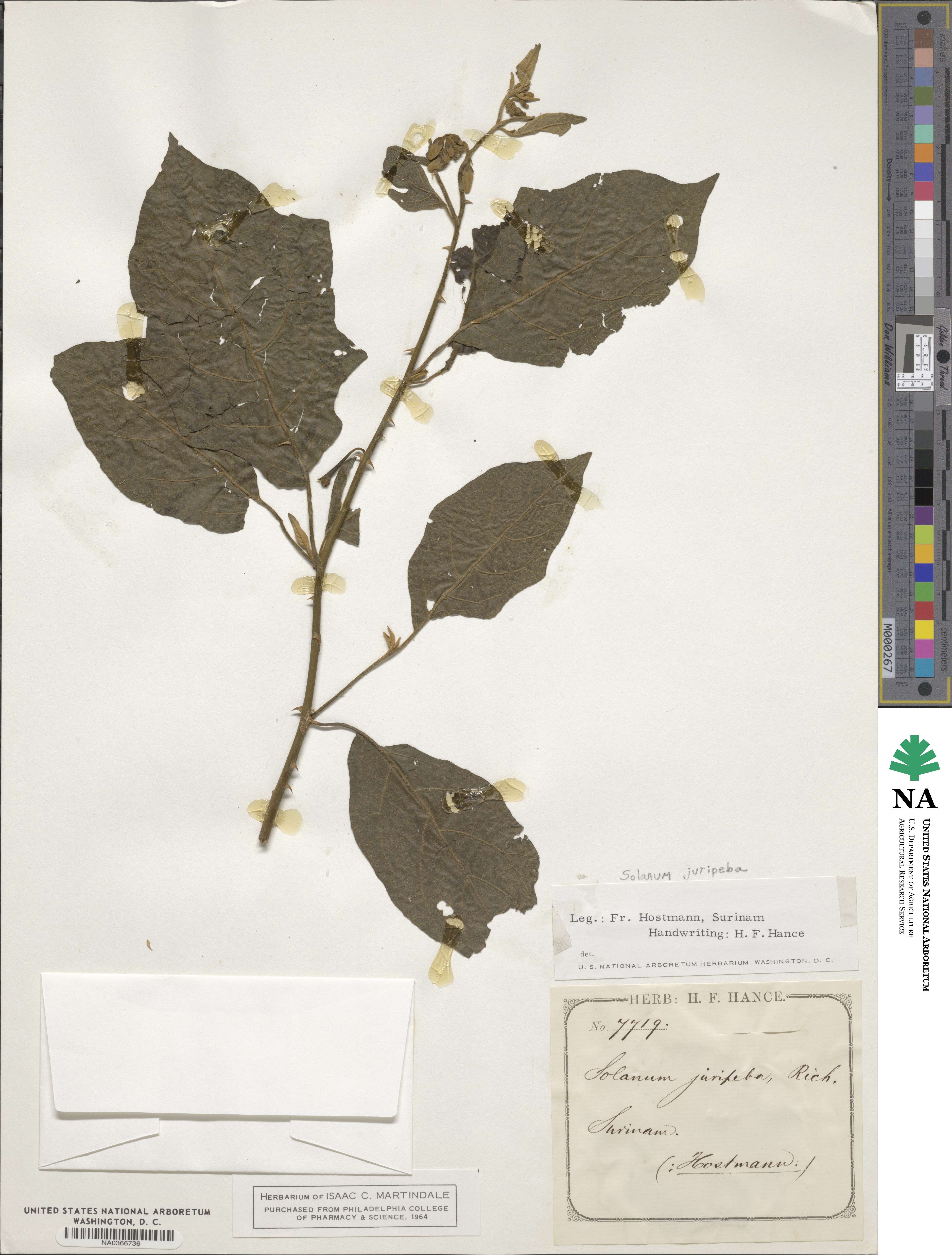 Solanum juripeba image