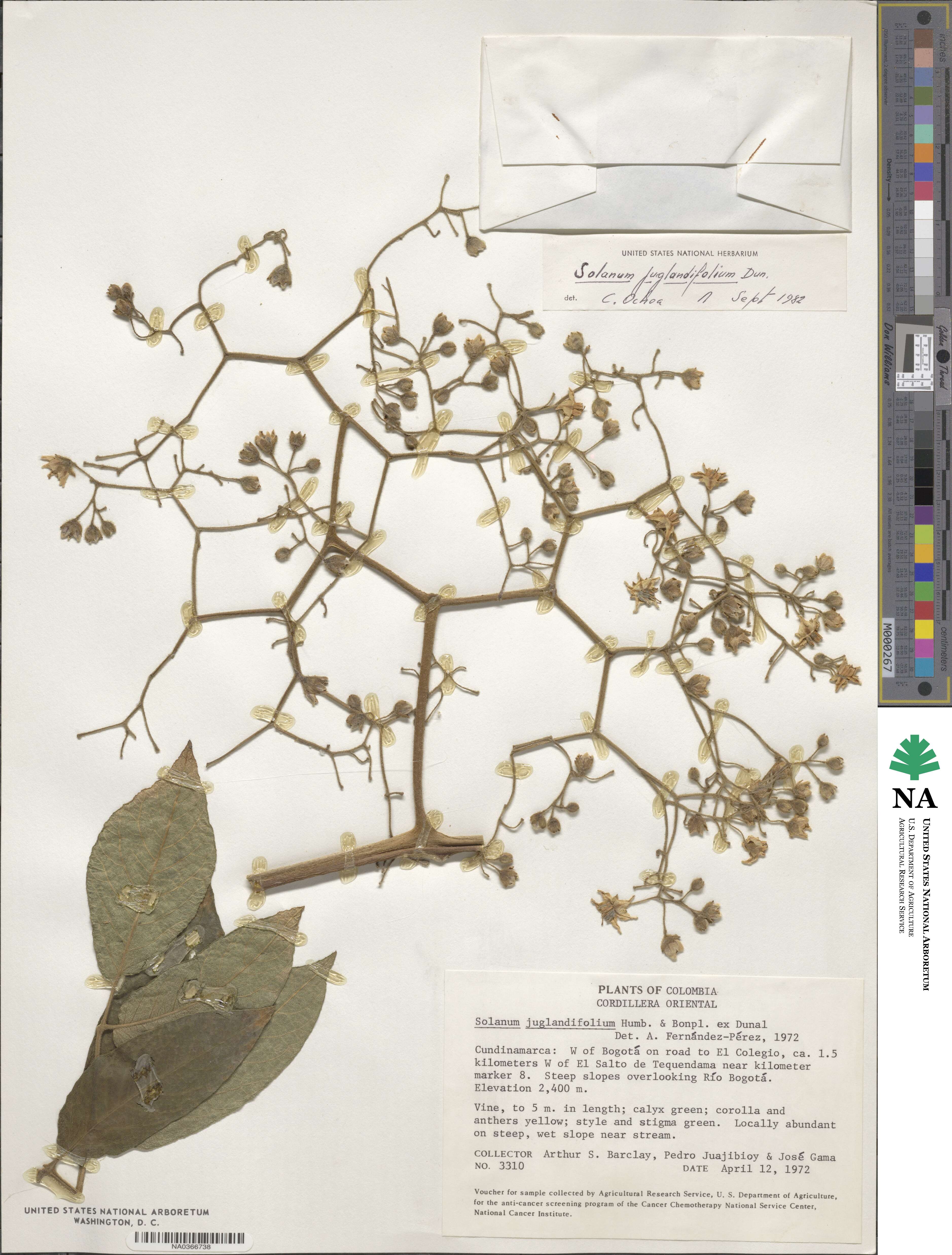 Solanum juglandifolium image