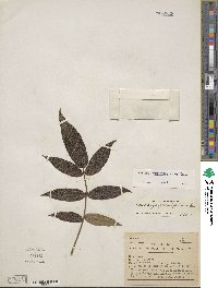 Solanum juglandifolium image