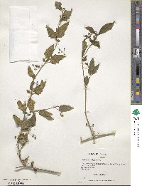 Solanum nigrum image