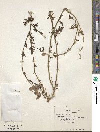 Solanum pinnatifidum image