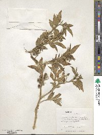 Solanum montanum image