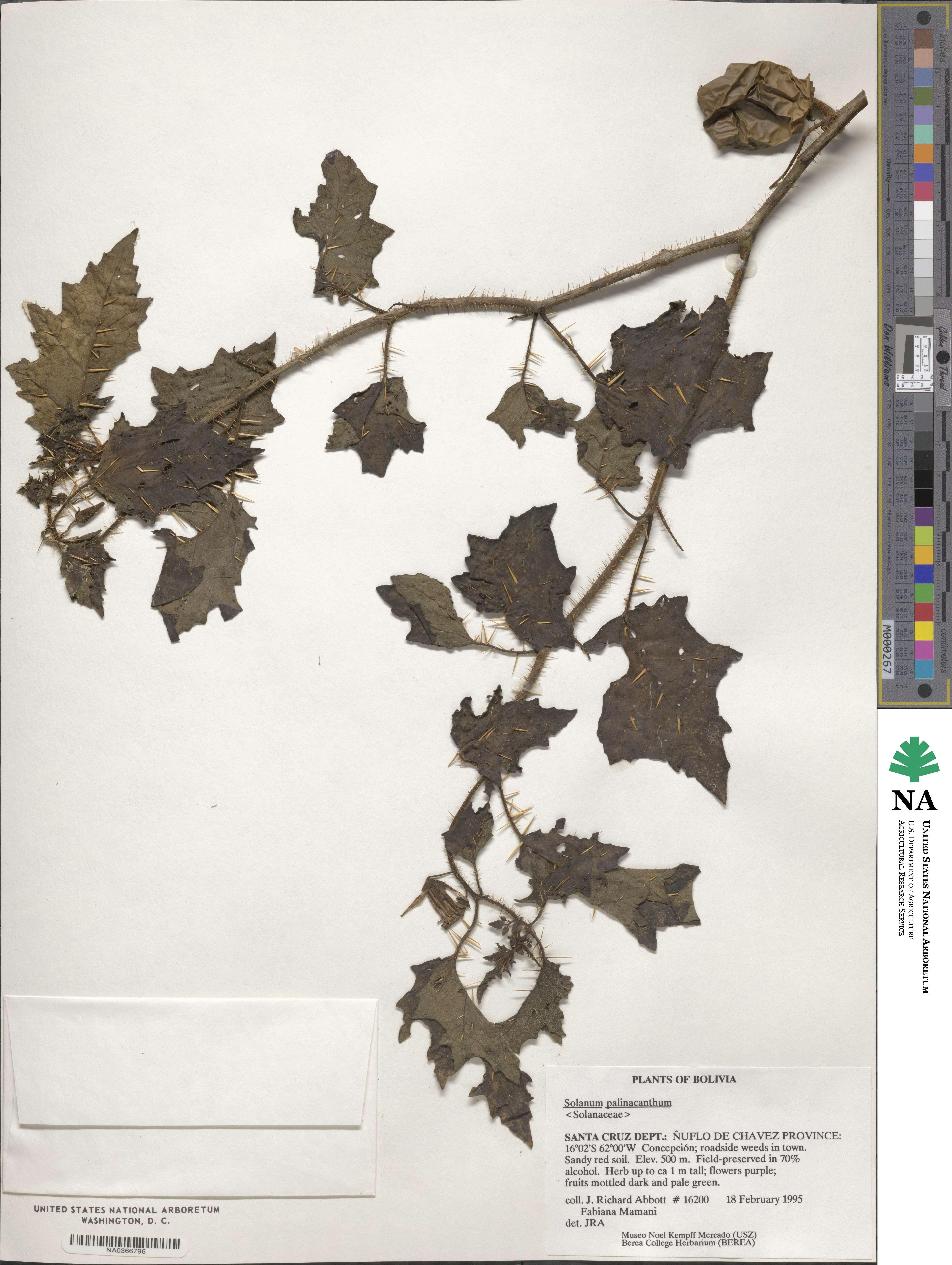 Solanum palinacanthum image