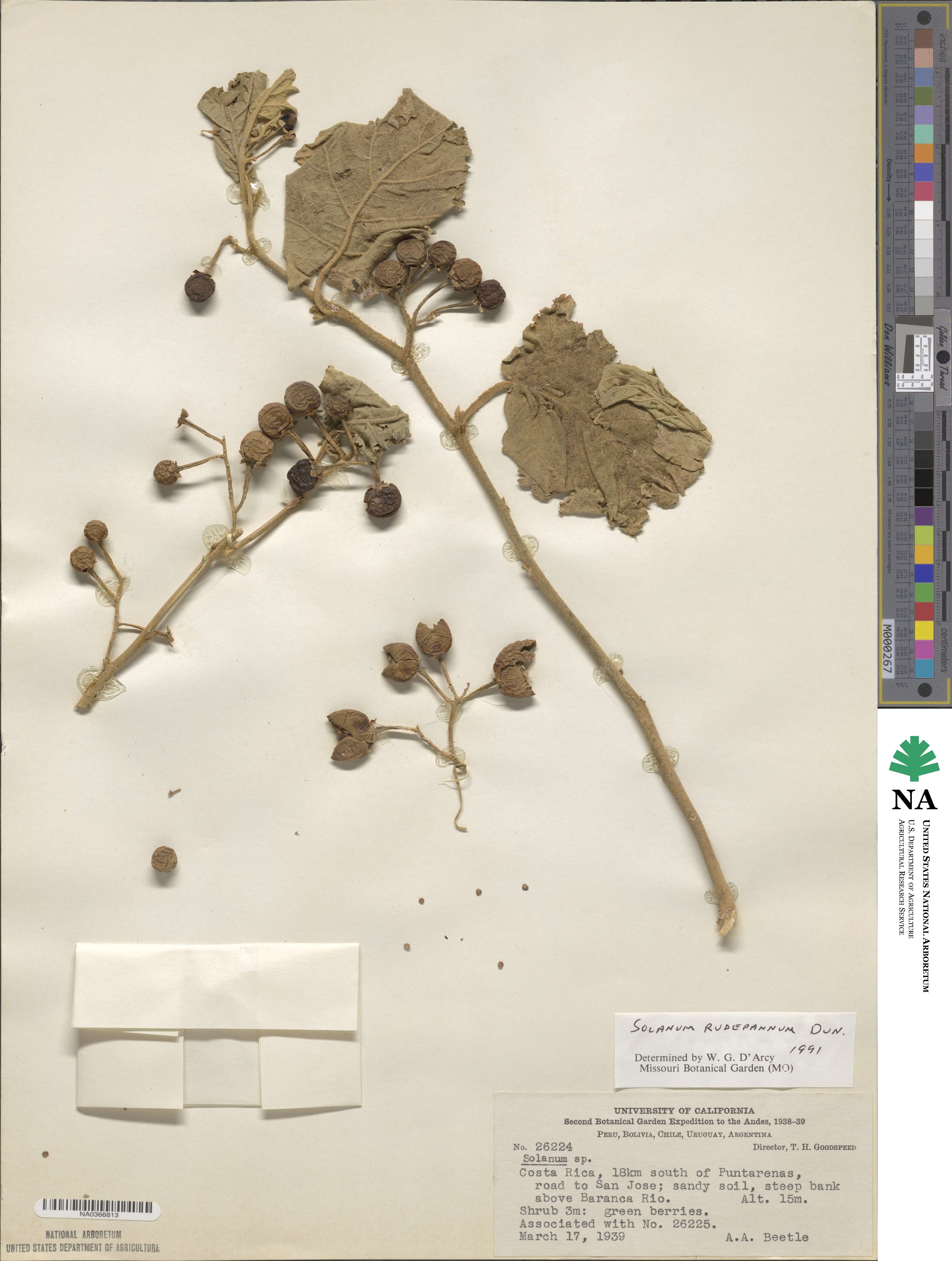 Solanum diversifolium subsp. diversifolium image