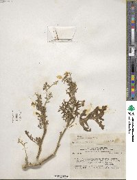 Solanum remyanum image