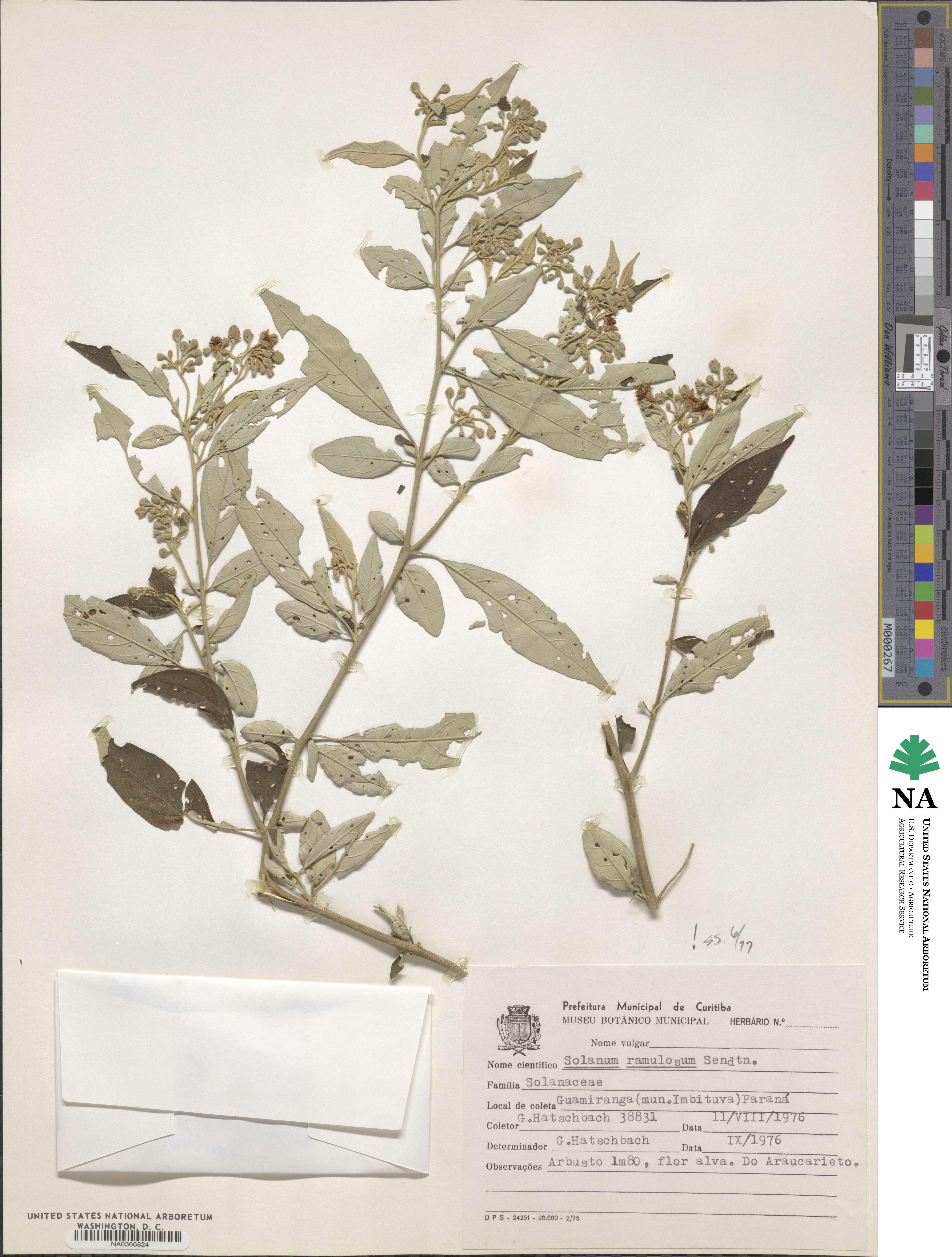 Solanum ramulosum image