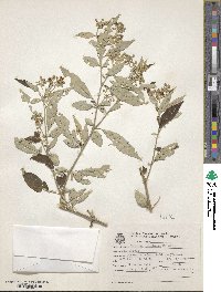 Solanum ramulosum image