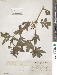 Solanum radicans image