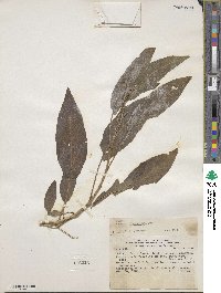 Solanum pulverulentum image