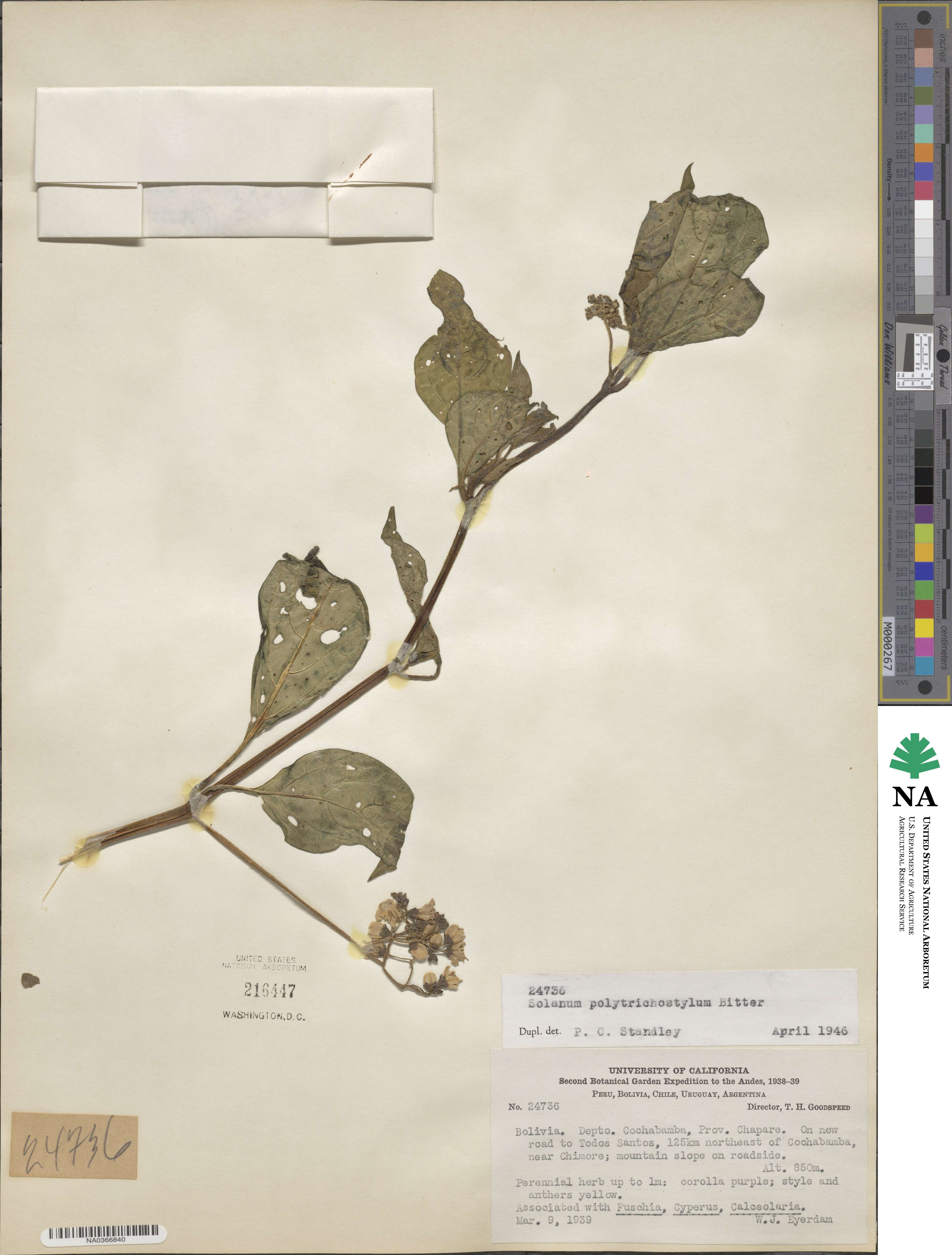 Solanum polytrichostylum image