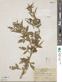 Solanum tripartitum image