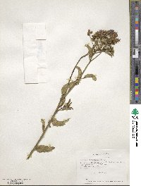 Solanum crispum image