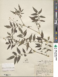 Solanum suaveolens image