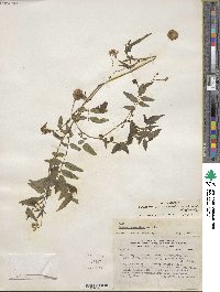 Solanum suaveolens image