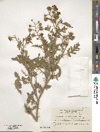 Solanum sisymbriifolium image