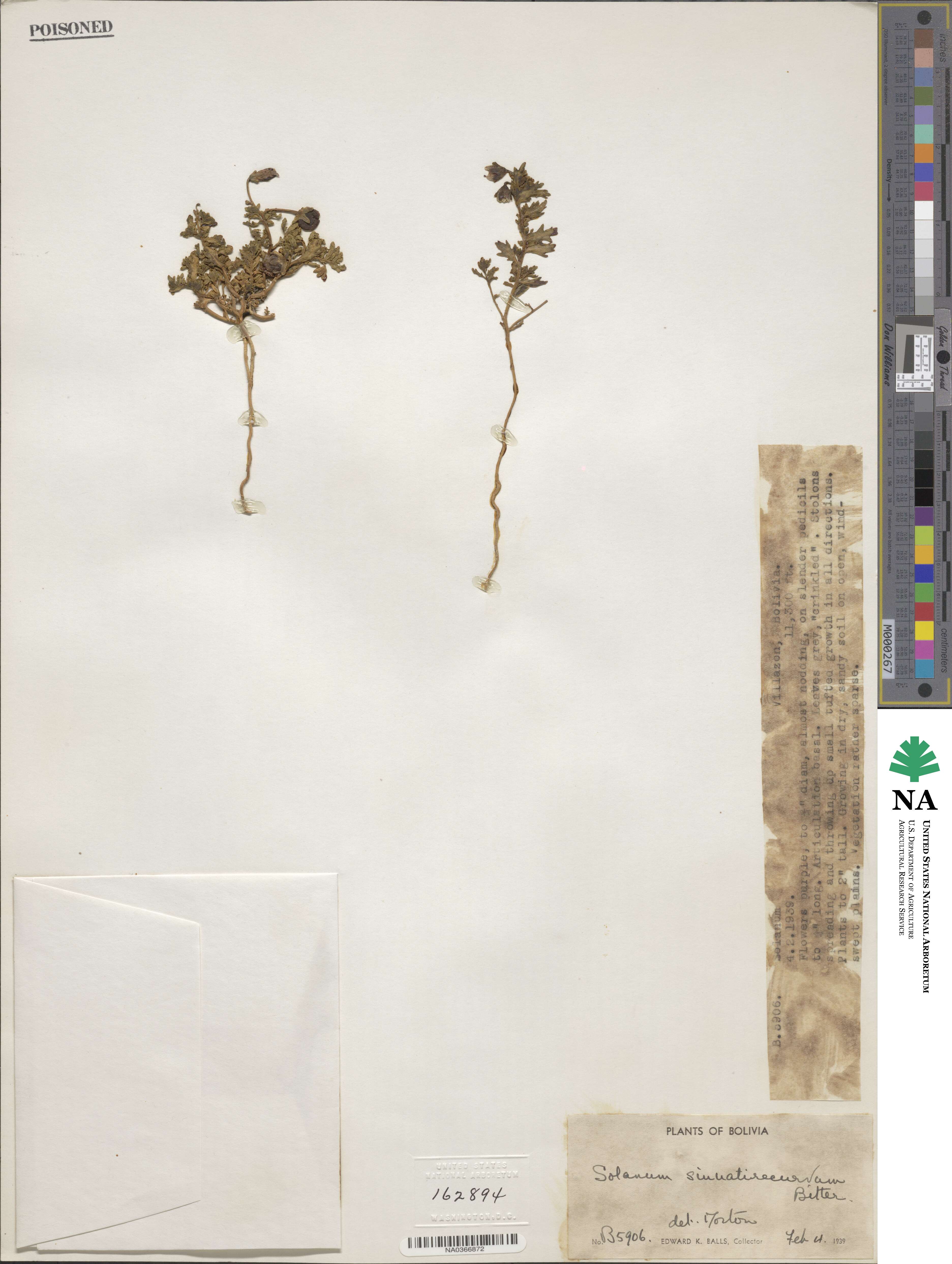 Solanum sinuatirecurvum image