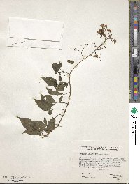 Solanum seaforthianum image