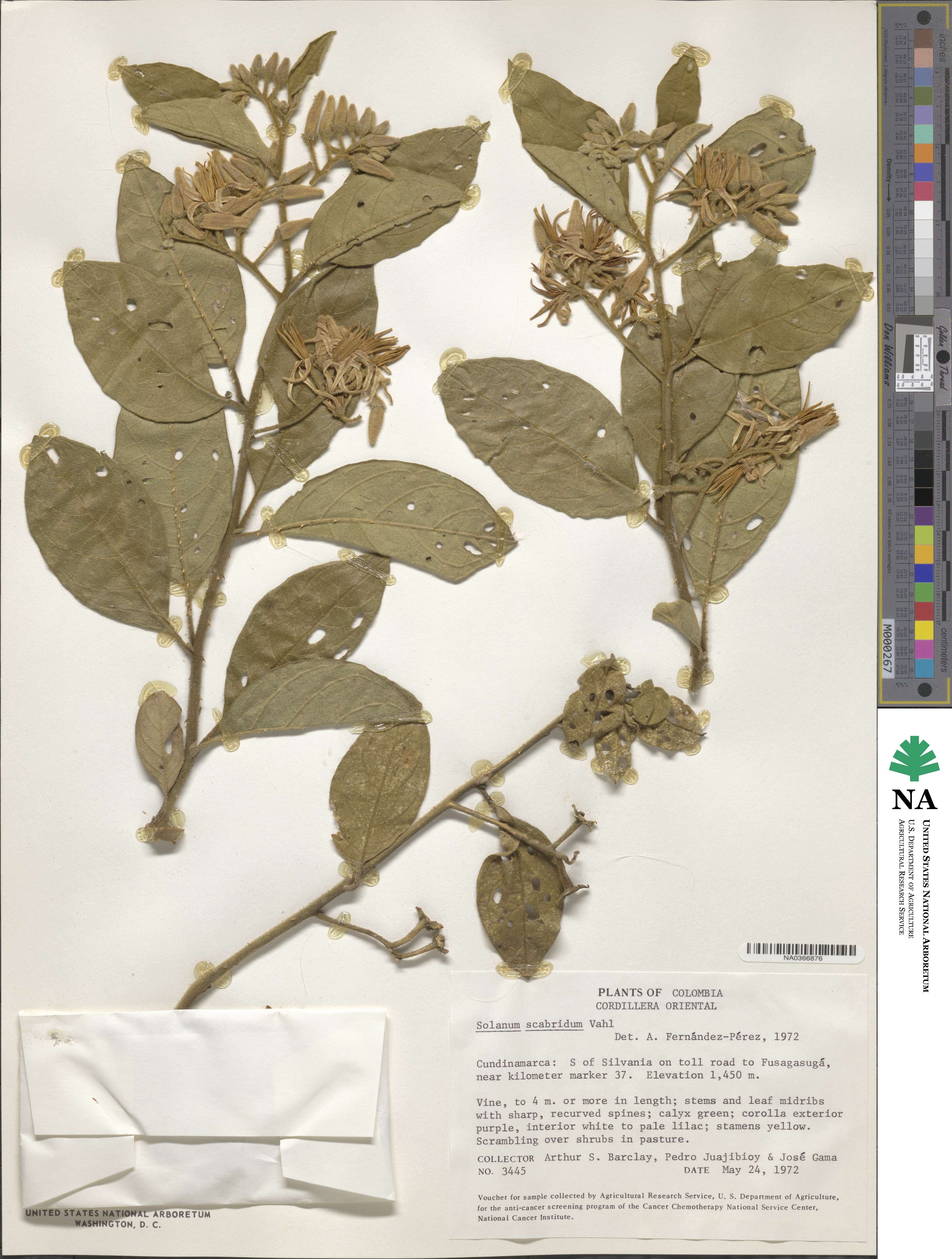 Solanum vestissimum image