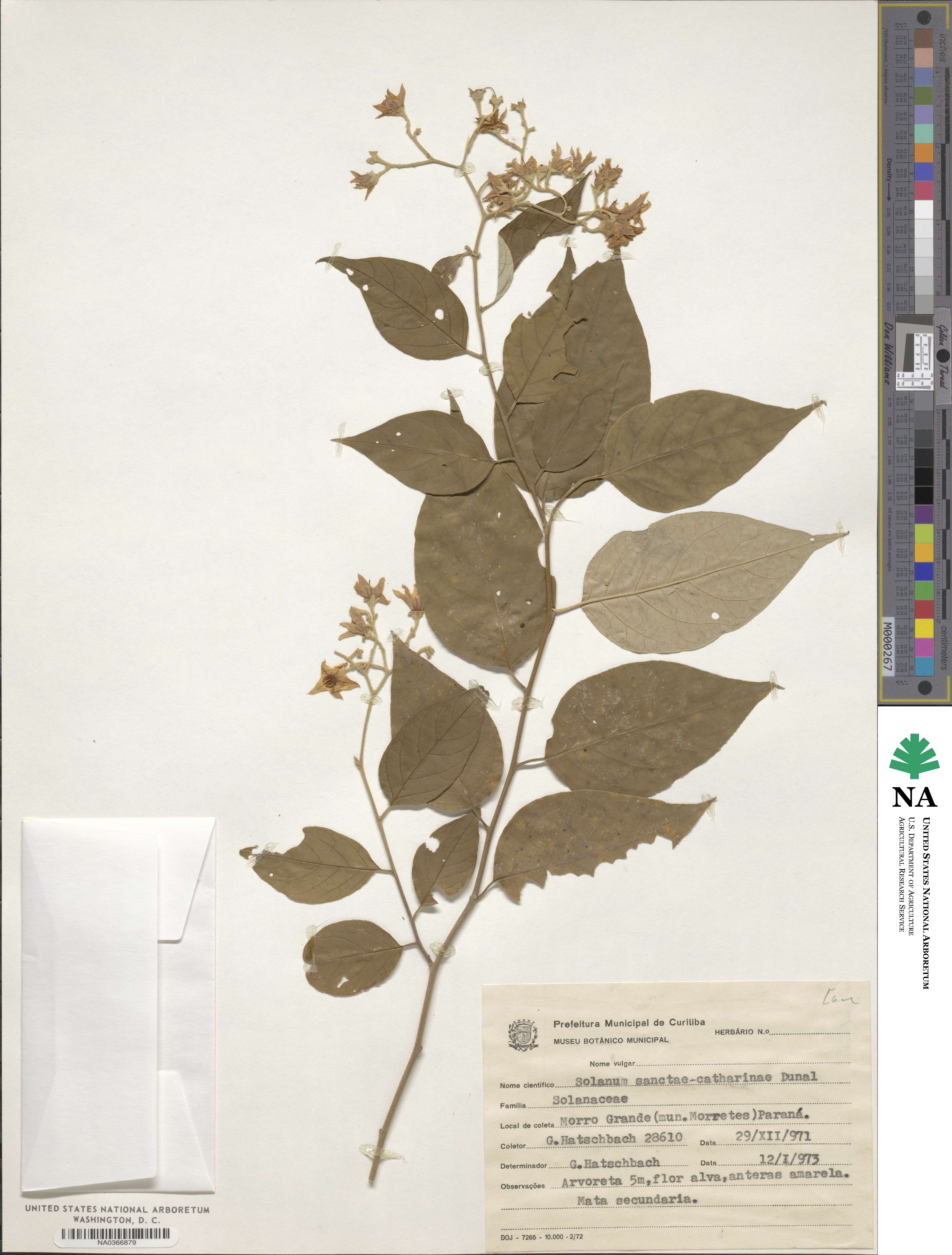 Solanum sanctae-catharinae image