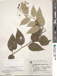 Solanum sanctae-catharinae image