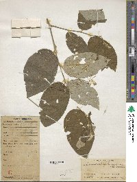 Solanum salviifolium image