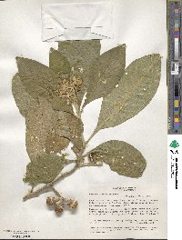 Solanum verbascifolium image