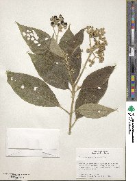 Solanum umbellatum image