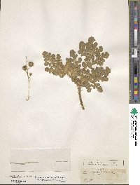 Solanum heterodoxum image