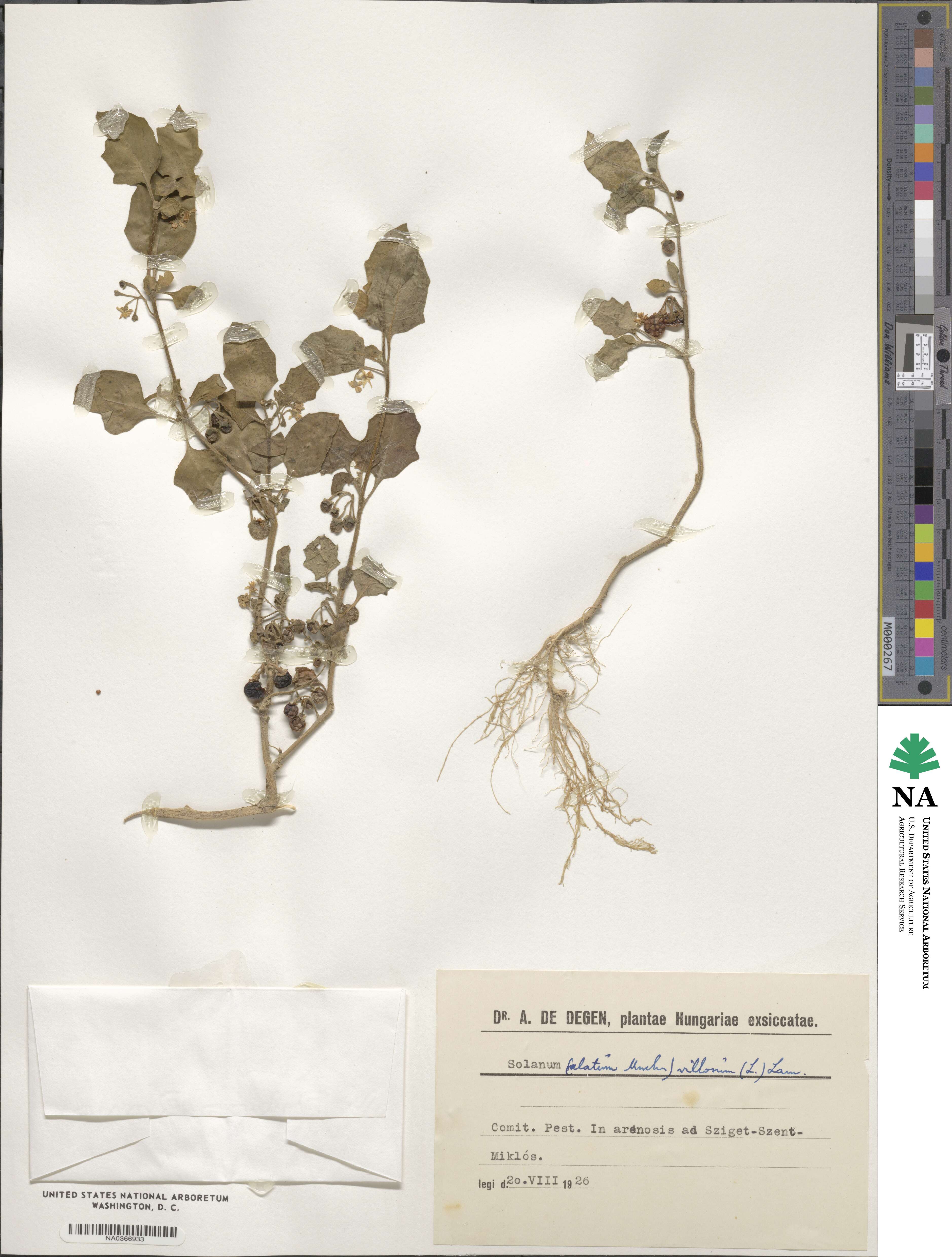 Solanum alatum image