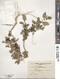 Solanum alatum image