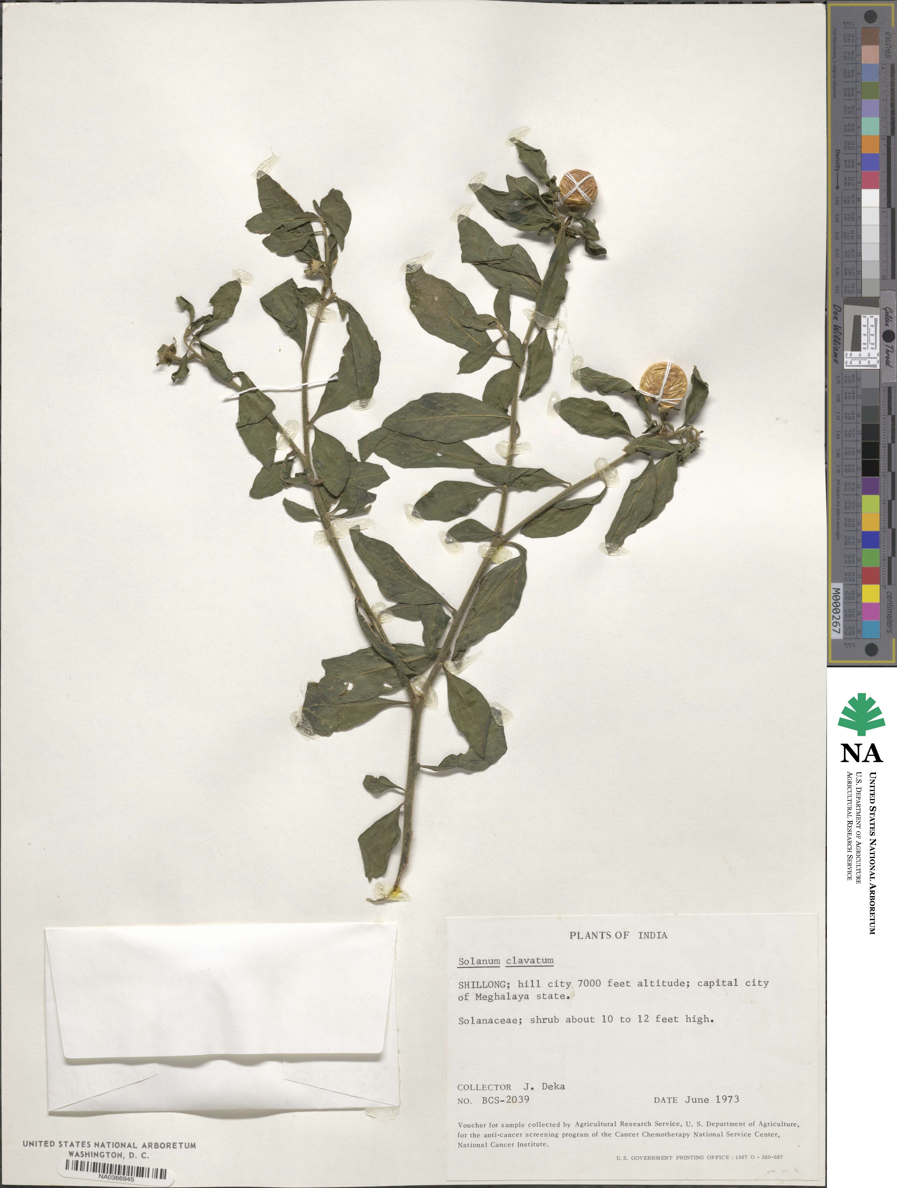 Solanum aligerum image