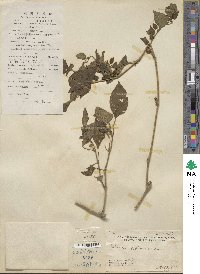 Solanum biflorum image