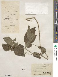 Solanum biflorum image