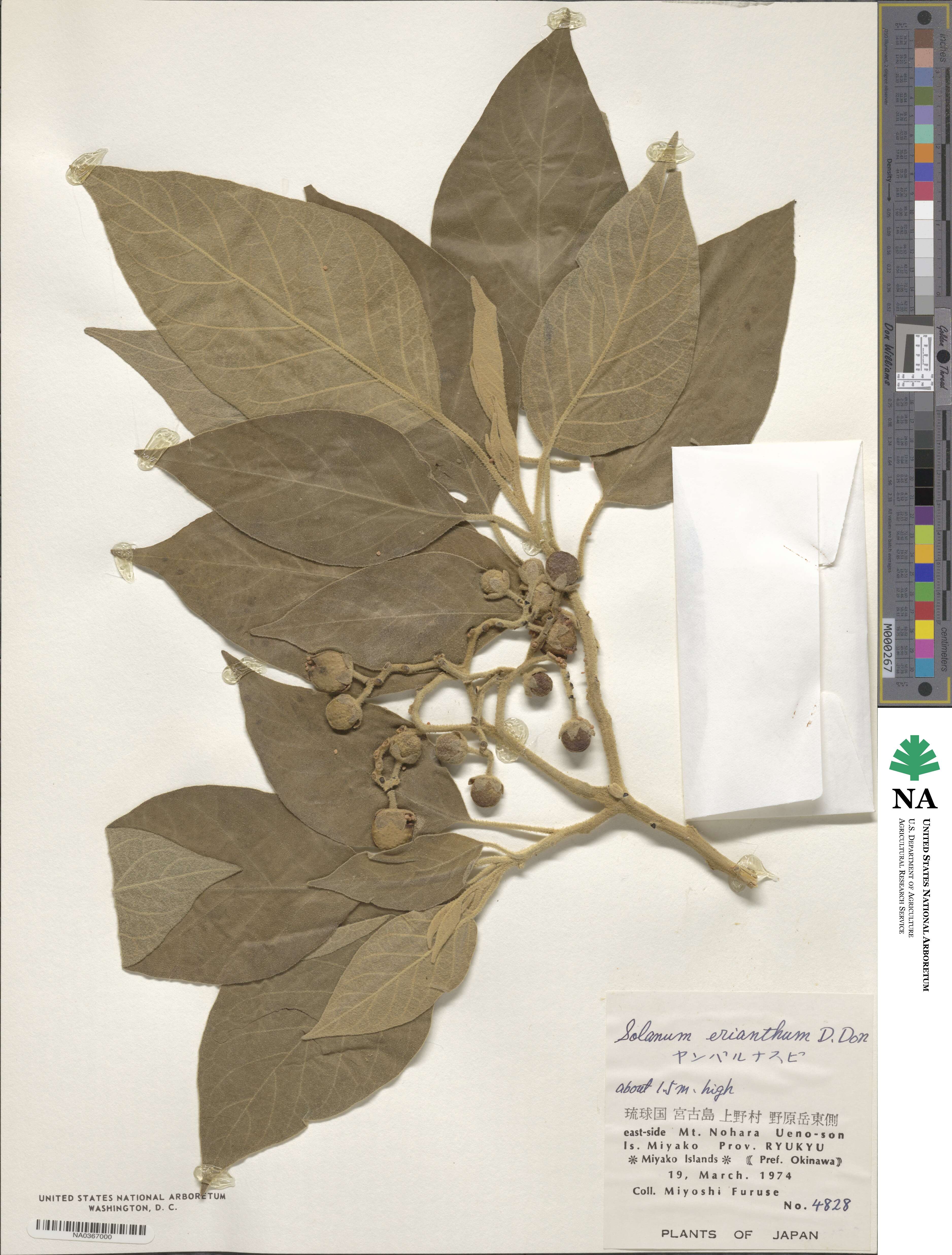 Solanum erianthum image