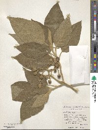 Solanum erianthum image