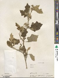 Solanum lasiocarpum image