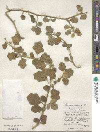 Solanum lasiocarpum image