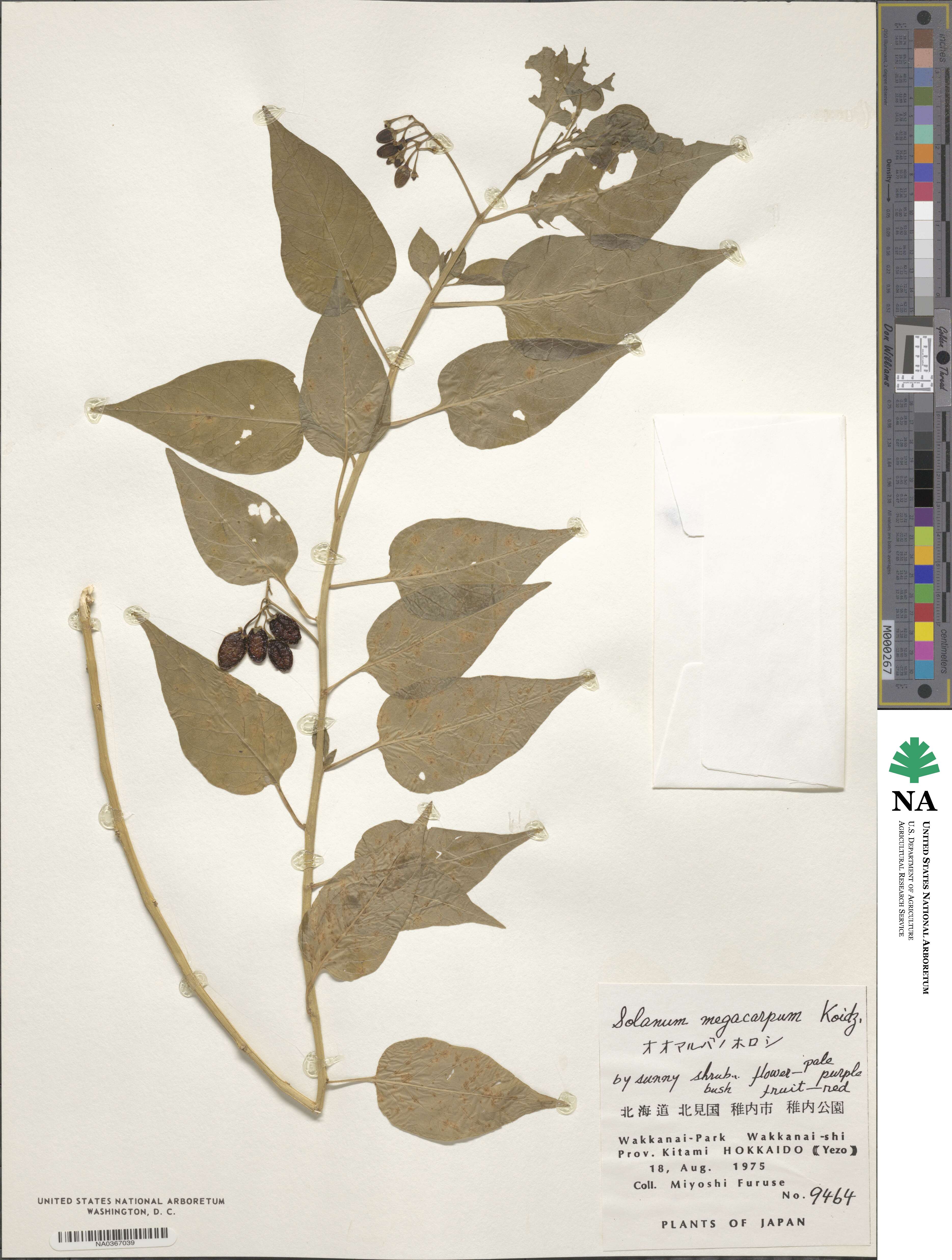 Solanum megacarpum image