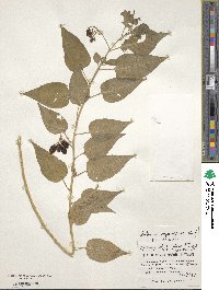 Solanum megacarpum image