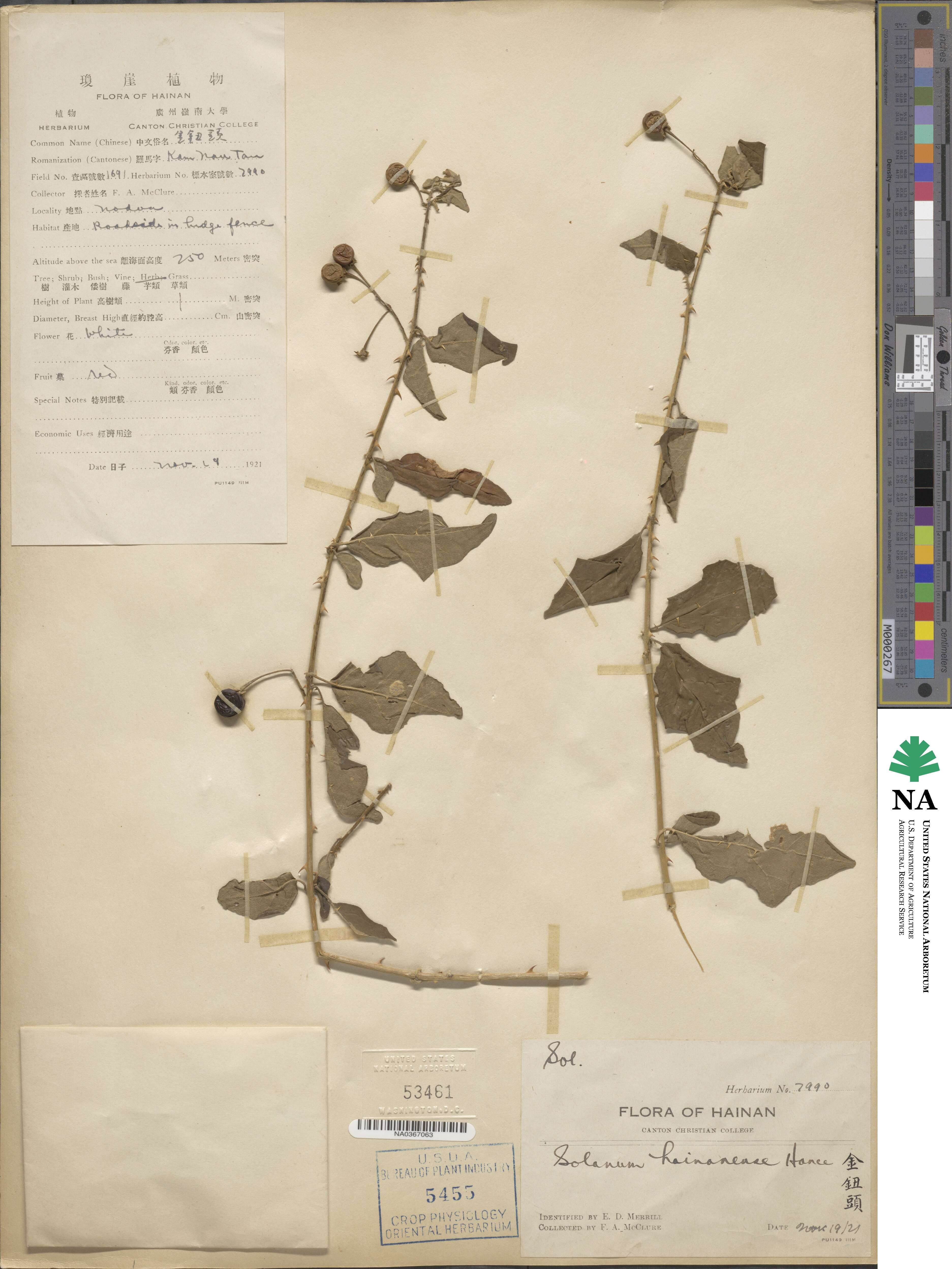 Solanum procumbens image