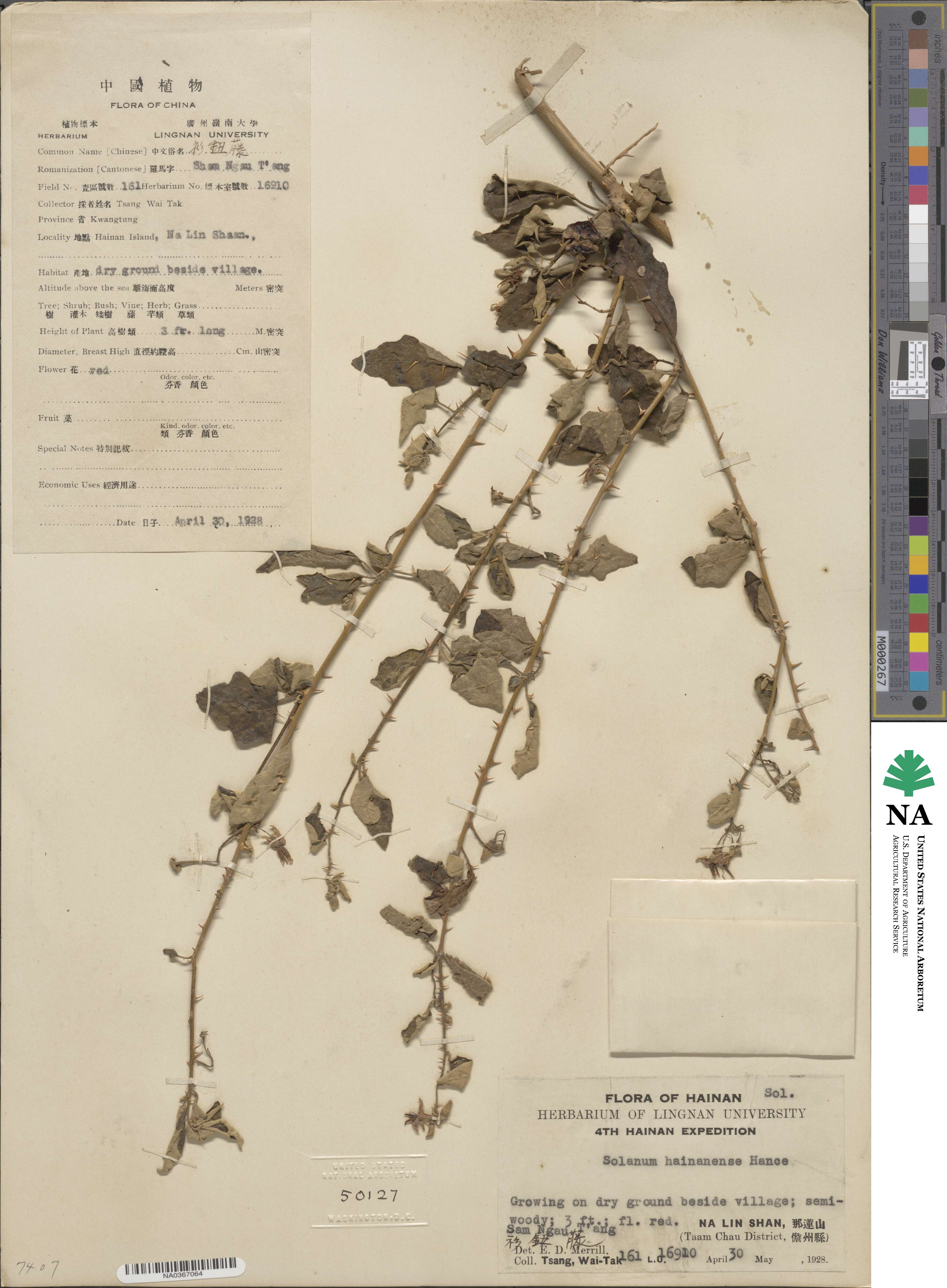 Solanum procumbens image