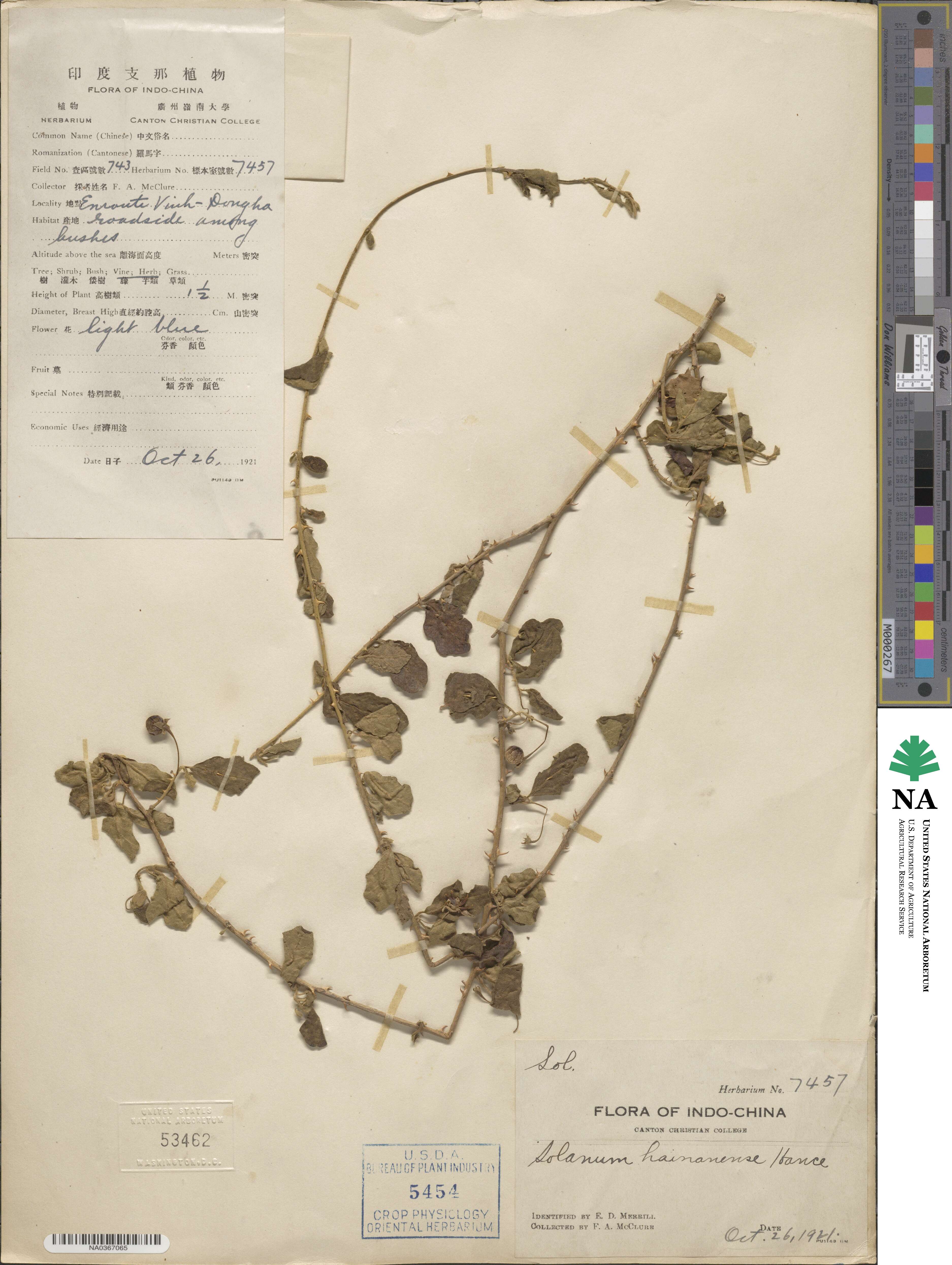 Solanum procumbens image