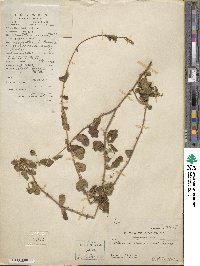 Solanum procumbens image