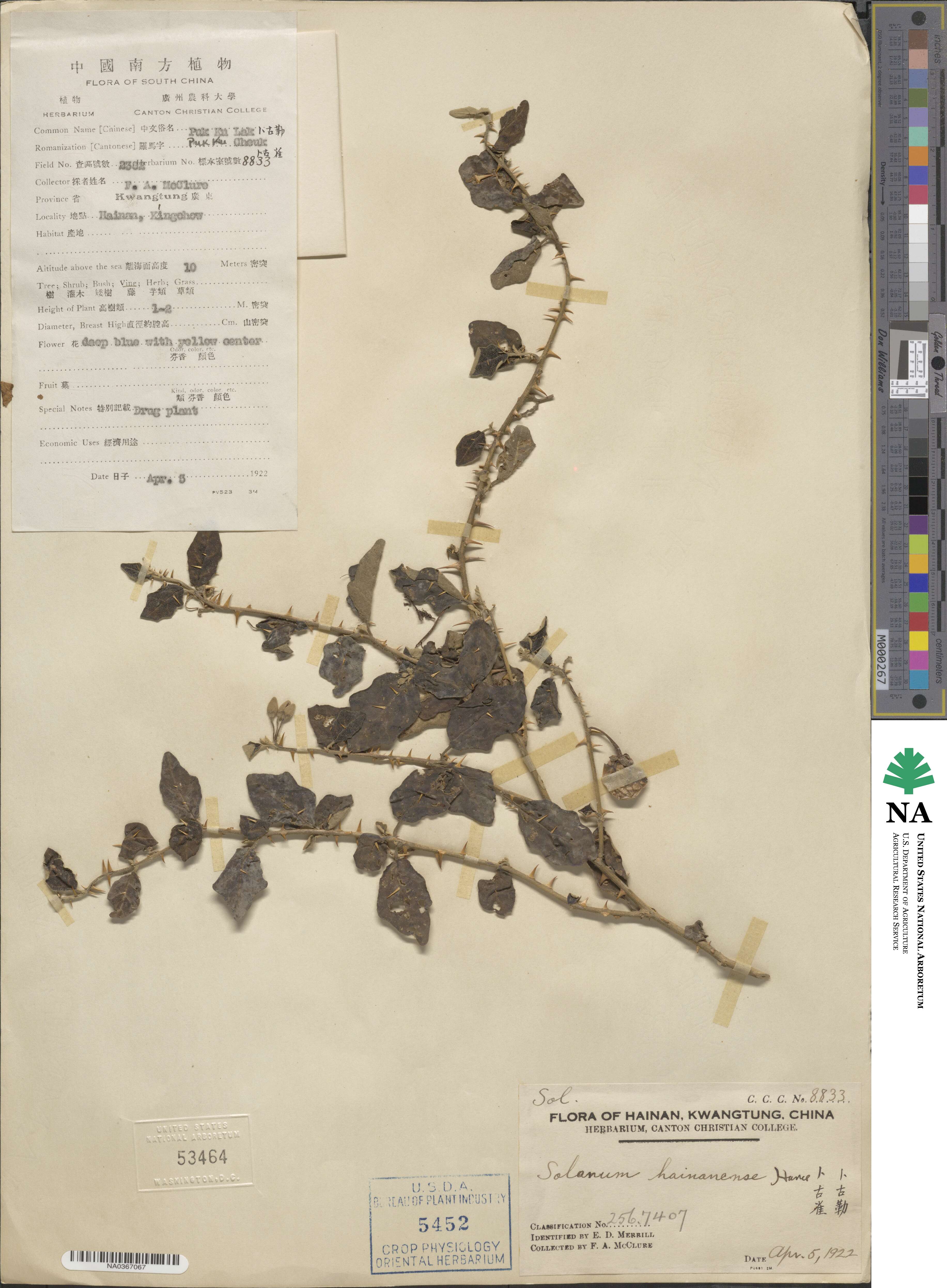 Solanum procumbens image