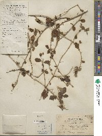 Solanum procumbens image