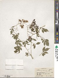 Solanum seaforthianum image