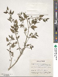 Solanum americanum image