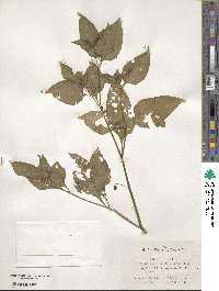 Solanum nigrum image