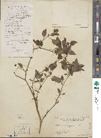 Solanum nigrum image